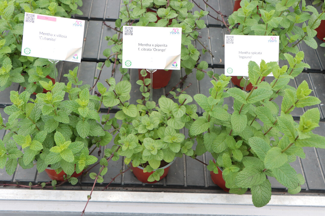 Hishtil offers an extraordinarily wide range of herbs, as the example of Mentha shows.