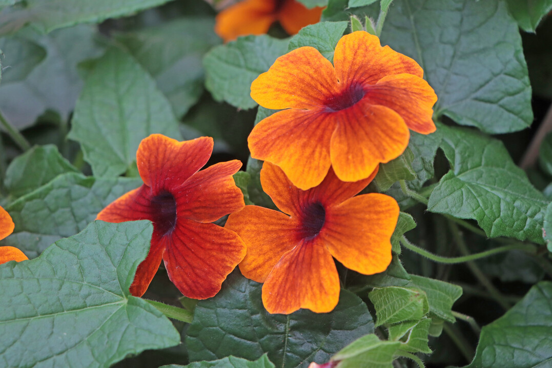 At Volmary, you fall in love with the wide range of Thunbergia.