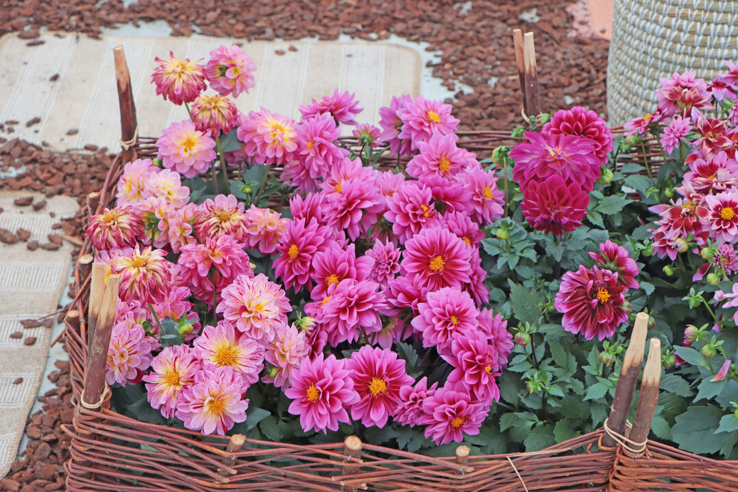 Dahlias (here at Selecta one) are a genus that many growers focus on.