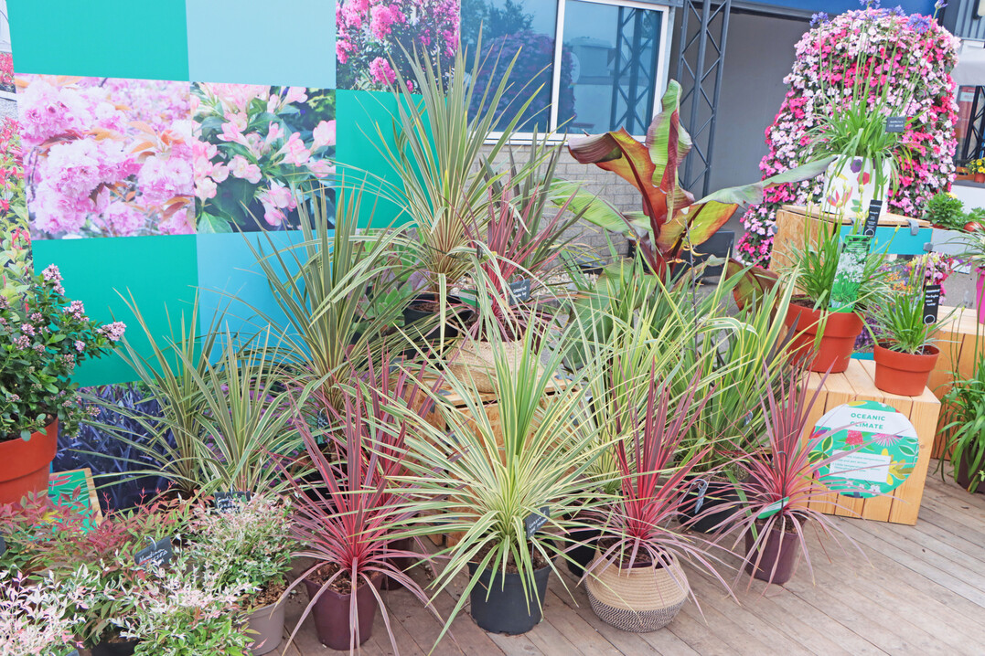 Graines Voltz offers an exciting range of Mediterranean potted plants.