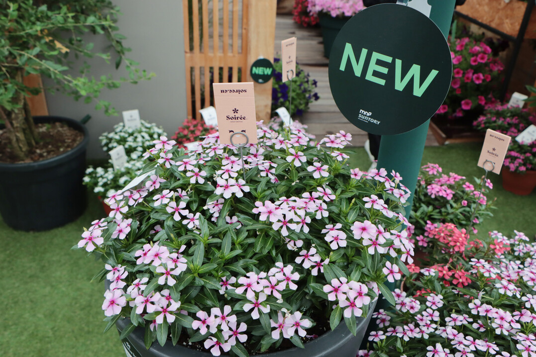 The brand new Catharanthus "Soire" series from MNP/Suntory is suitable for 7 to 17 cm pots.