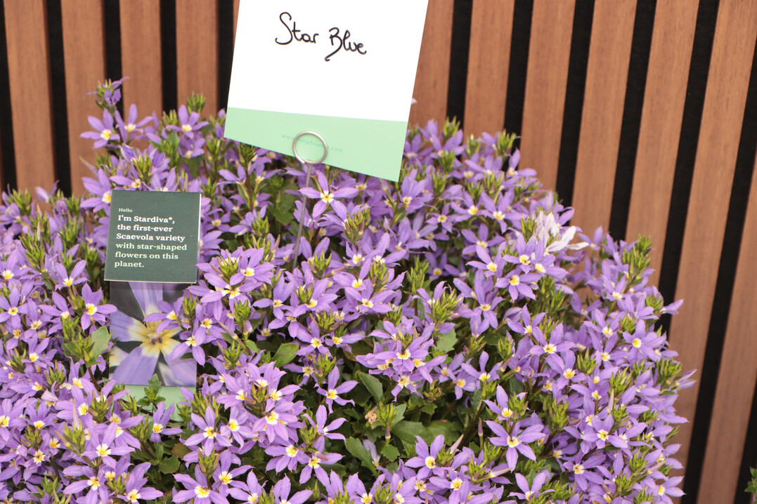 Scaevola "Stardiva" is the first variety with star-shaped flowers (MNP/Suntory)