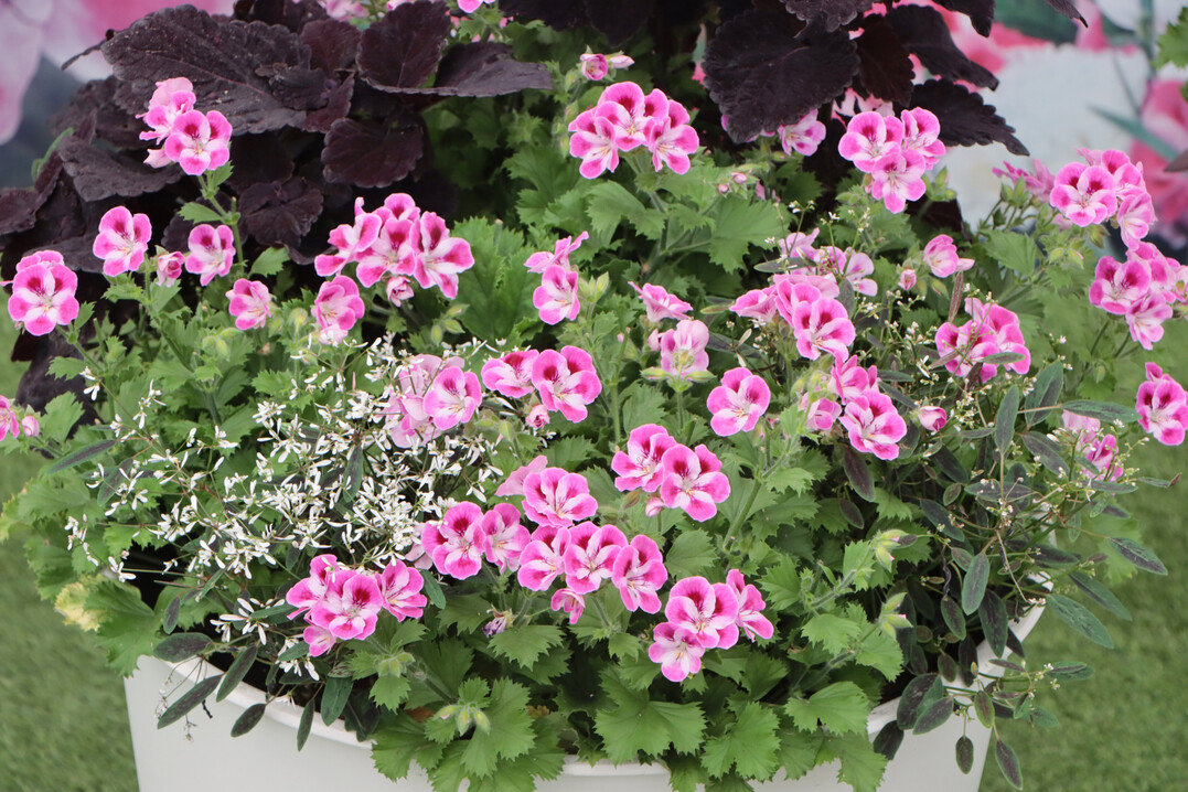 Eye-catcher with flowers: the "Pinkerbell" geraniums from pac.