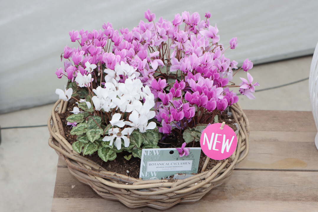 Morel now also has botanical cyclamen in its program.
