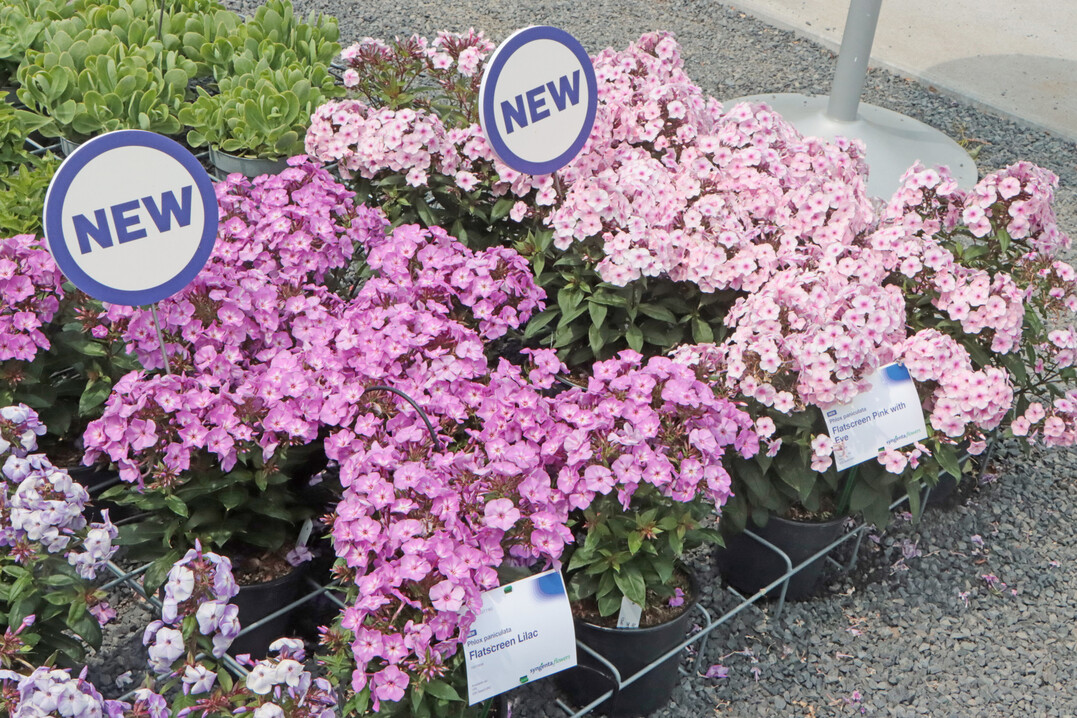 Phlox paniculata "Flatscreen Lilac" and "Flatscreen Pink with Eye" from Syngenta Flowers.