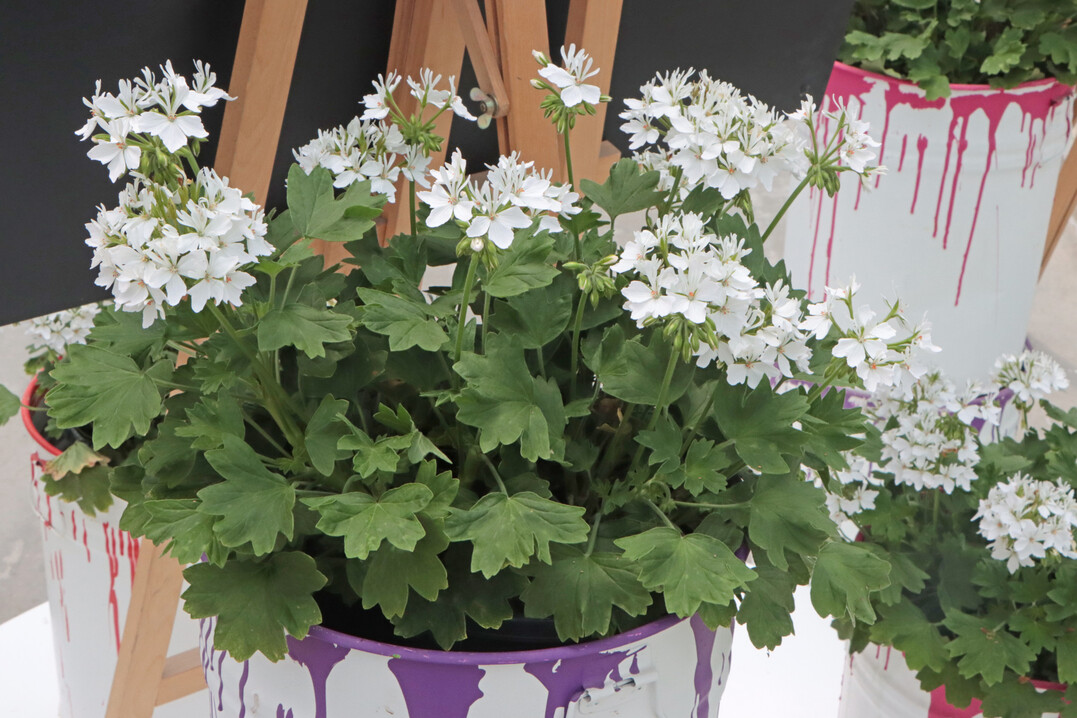 Pelargonium "Starry White" (Syngenta Flowers) holds very well.