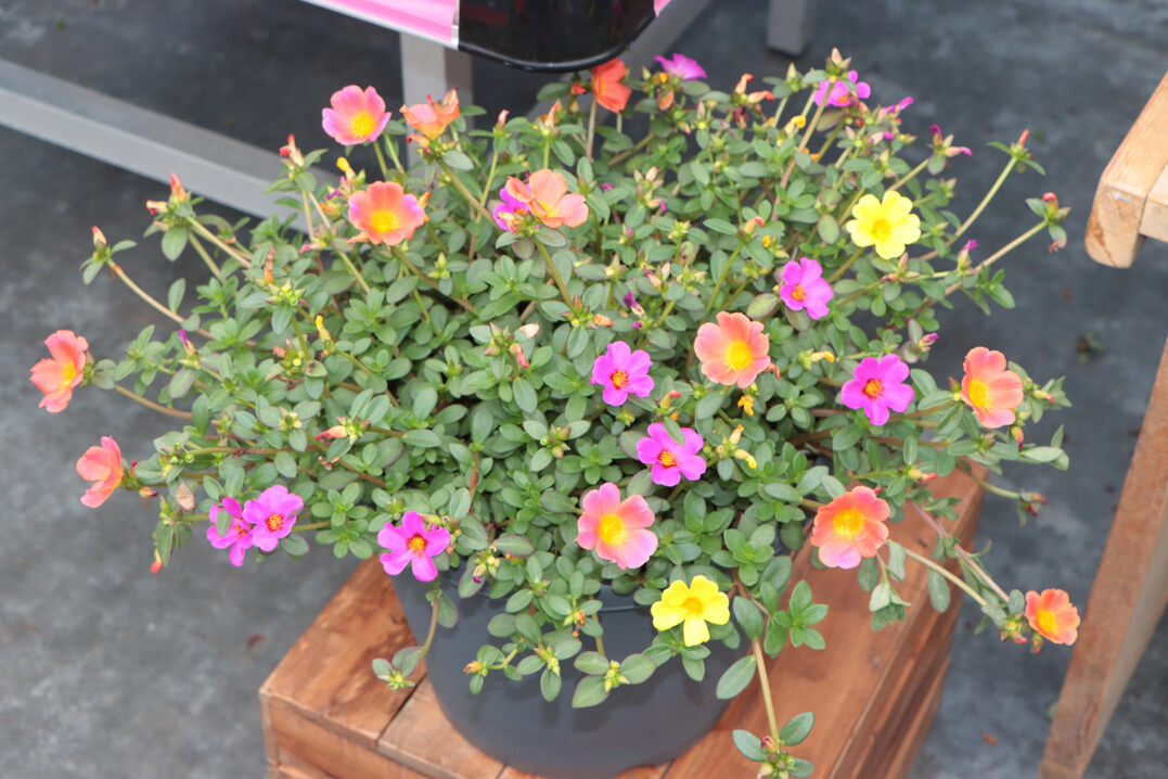 Very appealing: Portulaca "Mega Pazzaz Papaya Twist" at Danziger.