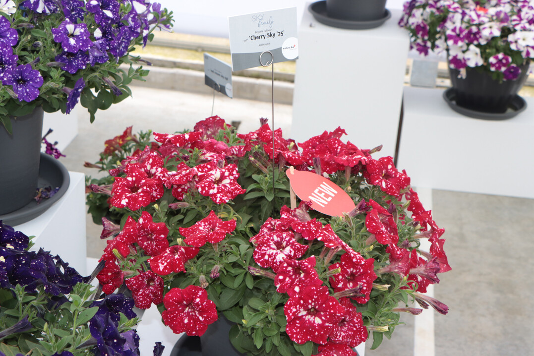Petunia "Cherry Sky" (Selecta one) colors the night sky red.