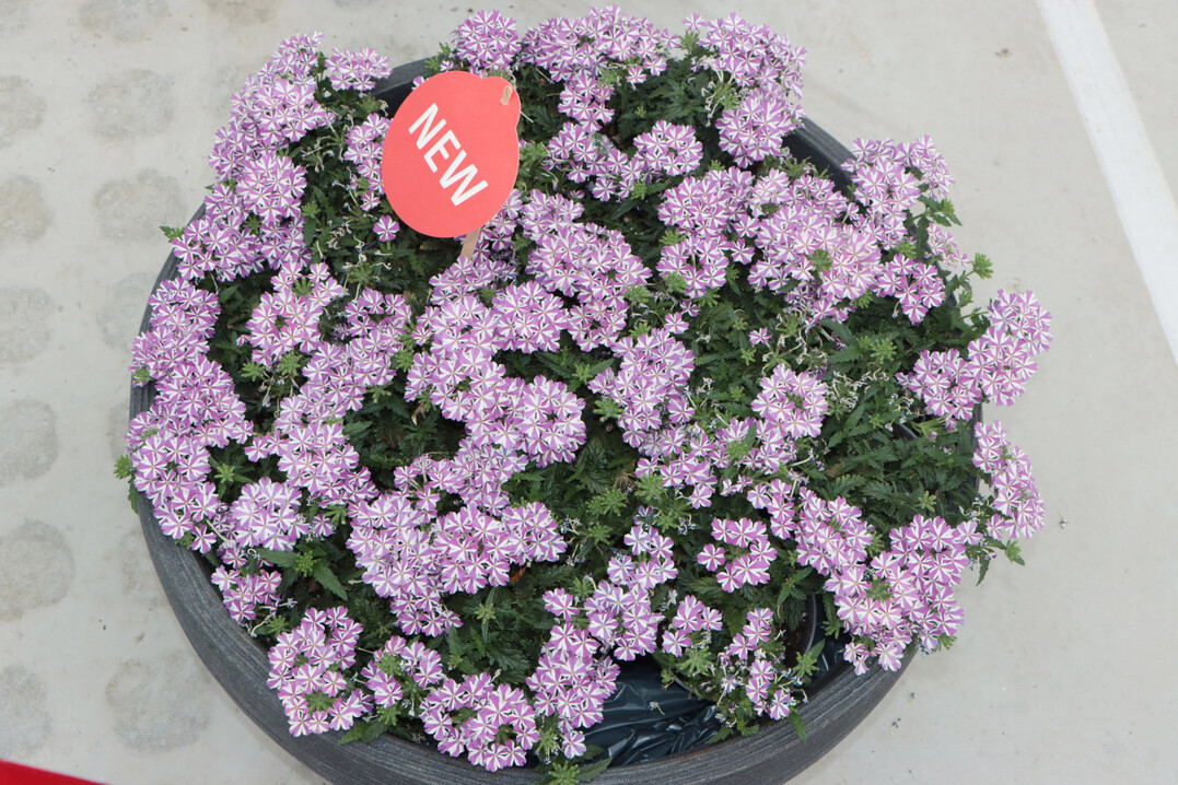Very convincing: The new Verbena "Drums Purple Umbrella" (Selecta one)