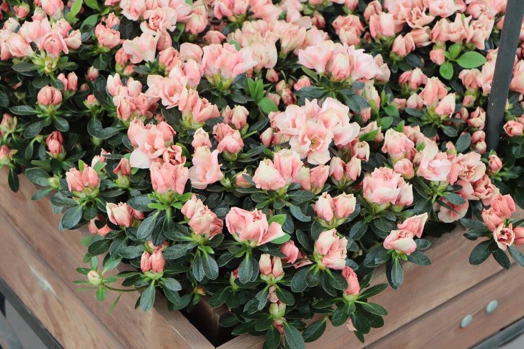 Hortinno also scored points with visitors in June with the azalea "Lime Peach".