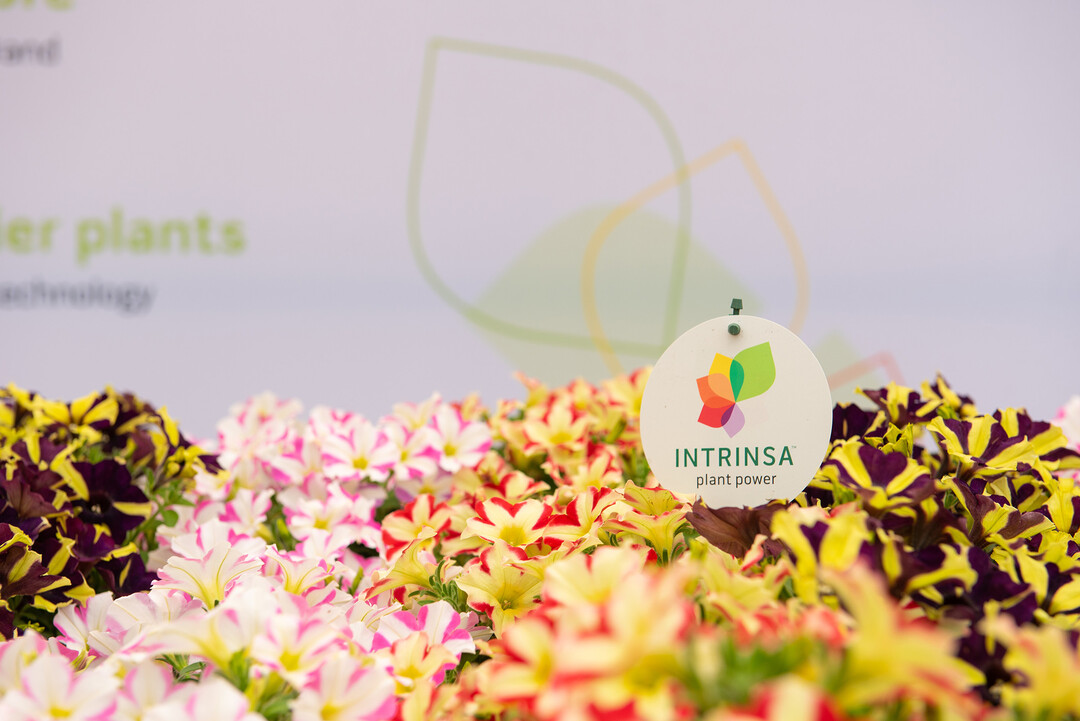 Intrinsa, developed by Dmmen Orange, leverages natural genetics for traits like disease resistance, better plant performance, and improved plant resilience.
