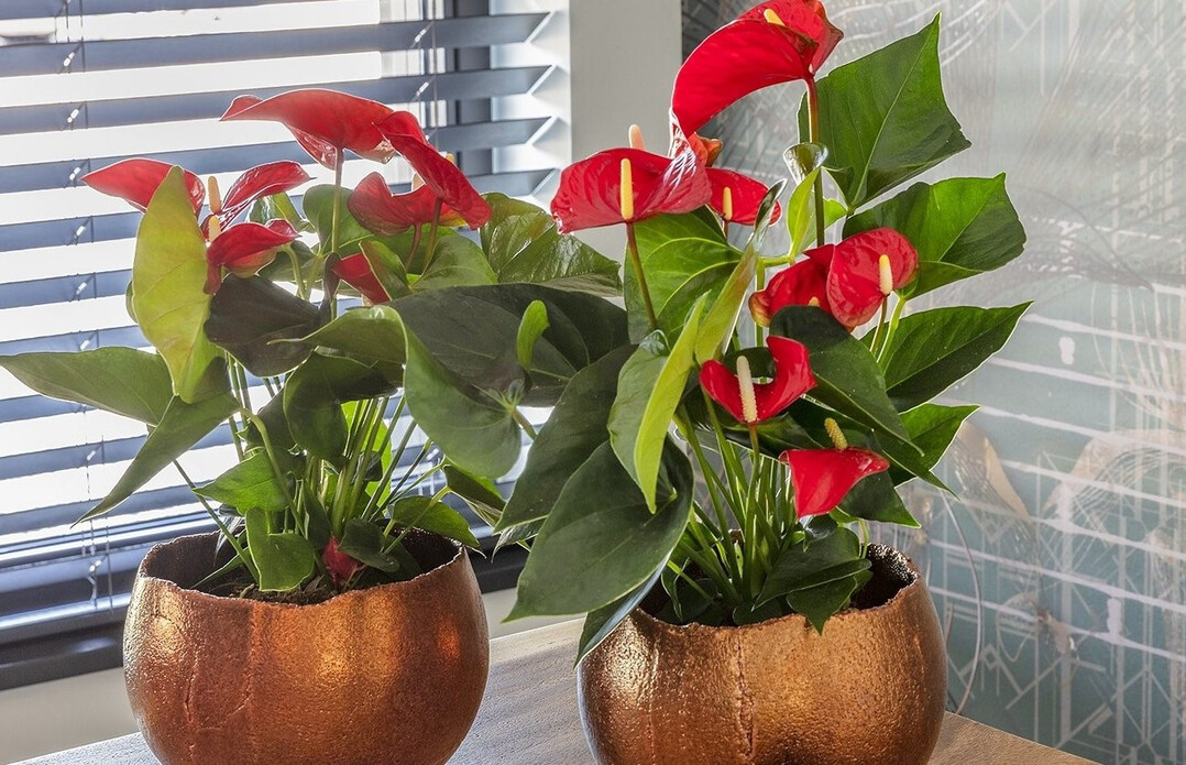 On 13th June 2024, the joint venture between Floricultura and Van der Voort Young Plants on the one hand and Dmmen Orange on the other, signed a licence agreement.