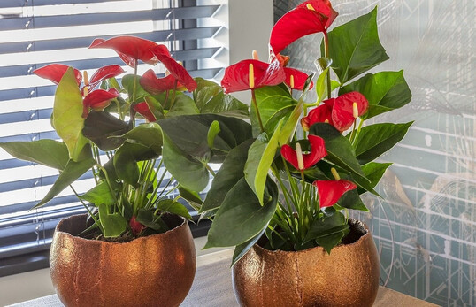 On 13th June 2024, the joint venture between Floricultura and Van der Voort Young Plants on the one hand and Dmmen Orange on the other, signed a licence agreement.