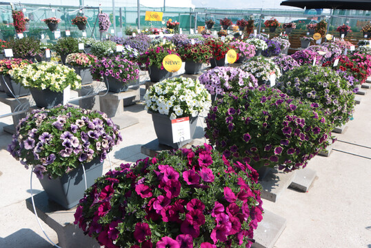 FlowerTrials reaffirmed as the worldwide event for Pot and Bedding Plant Breeding.