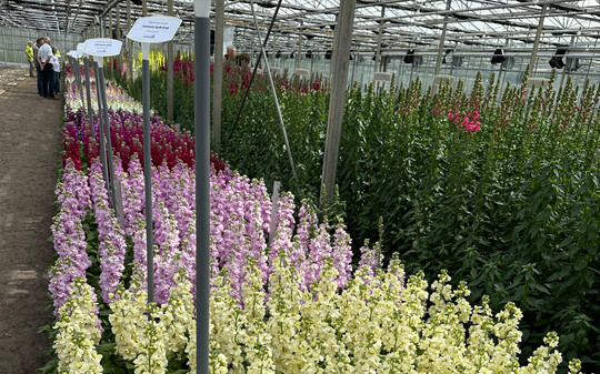 One of the visiting growers described the uniformity of the Matthiola trial as enviable.