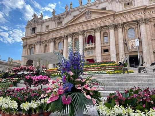 Dutch flowers back in St. Peter"s Square in Rome at Easter 2024.