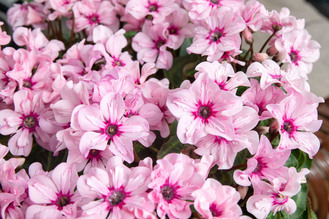 New variety Illusia wins New Plant Award for Flowering Houseplants 2024.