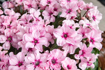 New variety Illusia wins New Plant Award for Flowering Houseplants 2024.