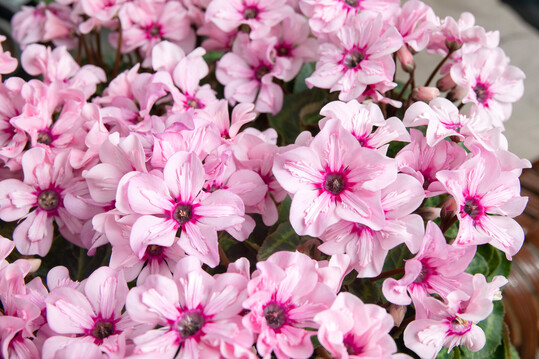 New variety Illusia wins New Plant Award for Flowering Houseplants 2024.