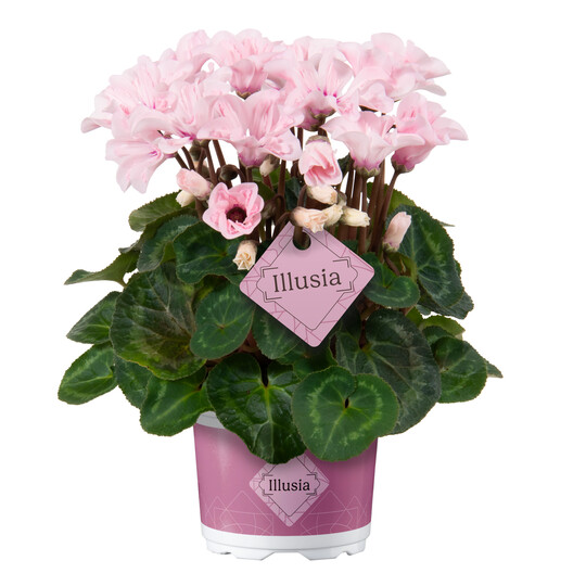 New variety Illusia wins New Plant Award for Flowering Houseplants 2024.