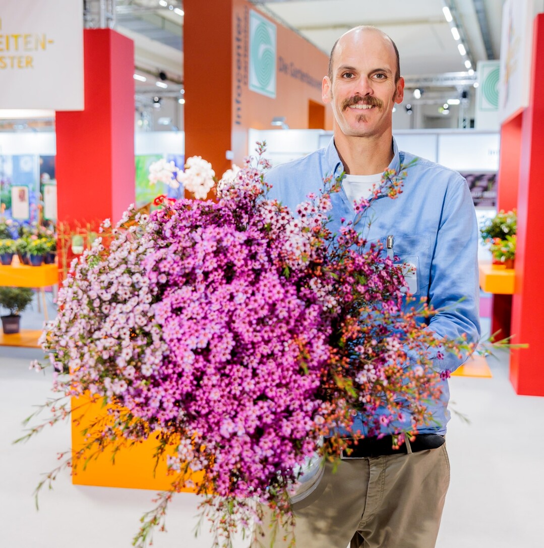 In the cut flower category, the Chamelaucium "Ever Flowering Wax" won the race. The name says it all about this Australian wax flower from Nir nursery in Israel. Wax flowers have long been a popular choice for florists. The "Ever Flowering Wax" impresses with its almost year-round harvest time. This increases the cultivation value of this drought-tolerant variety, breaks harvest peaks and enables a continuous supply to the trade and thus to the consumer.