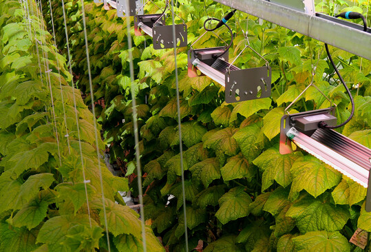 Modular adjustable LED fixtures are designed specifically for high wire and leafy green growers. 