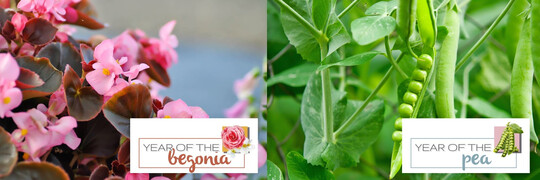Fleuroselect has announced the beginning of preparations for the "2025 - Year of the Begonia & Pea".