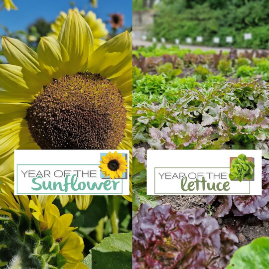 The key element in this years campaign was a show trial of no less than 80 sunflower varieties.