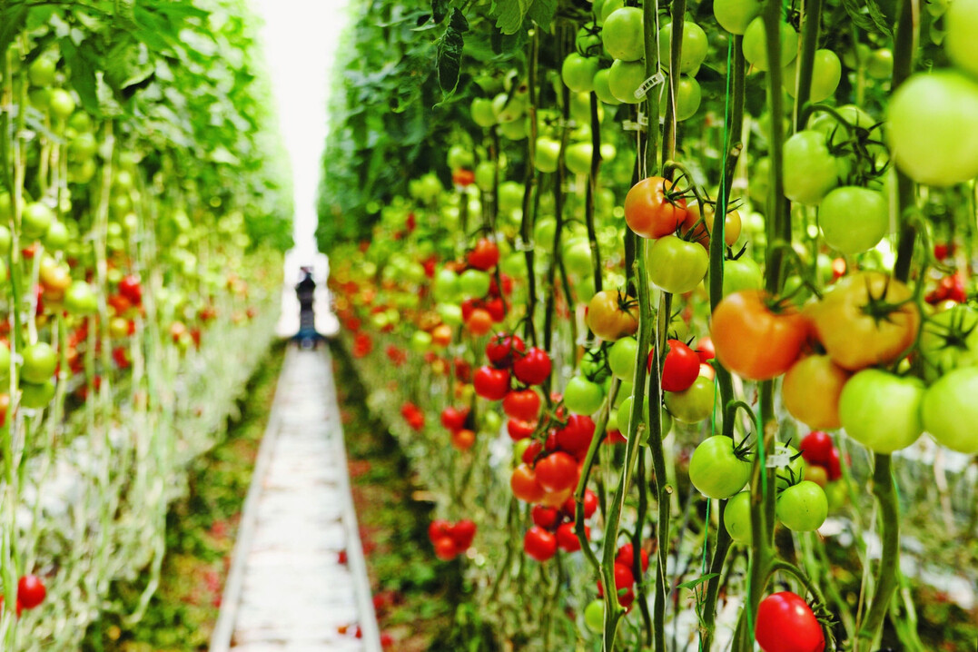 The new solutions aim to help growers maximize crop production and optimize their use of resources, thus minimizing the impact on the environment.