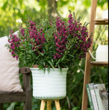 Danzigers ALONIA  Angelonia angustifolia series captured attention at global trials this year.