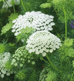 Ammi visnaga "Casablanca"