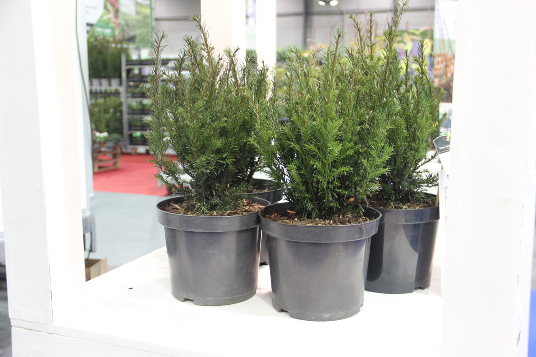 Didier Hermans - Taxus baccata HER2016T02