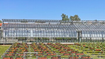 Demonstration planting on peat-reduced and peat-free potting soils
