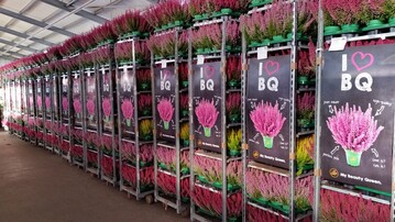 Plants of the brand "Beauty Queens" are ready for sale!