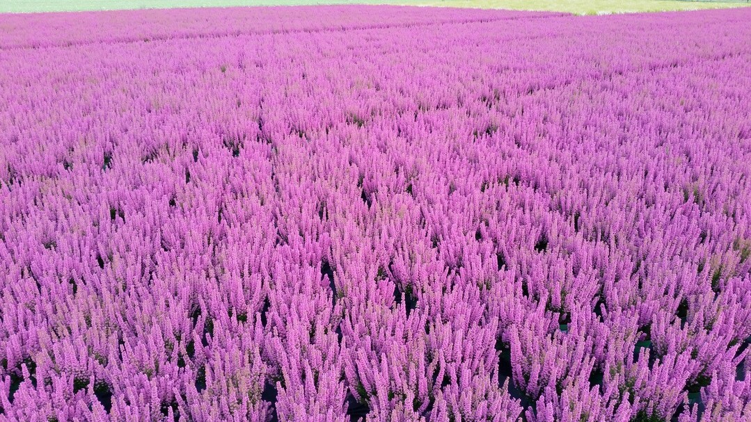 Plants of the brand "Beauty Queens" are ready for sale!