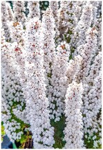 "Beauty Queens" new pure white variety (N.N.) for the autumn season 2024