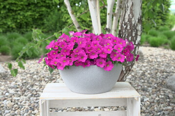 Calibrachoa:The "PowerSister" varieties offer large flowers and good branching