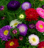 Callistephus chinensis "Jowi Mix"