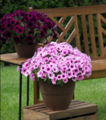 The CAPELLA series is gaining a reputation as the perfect petunia for both growers and home gardeners.