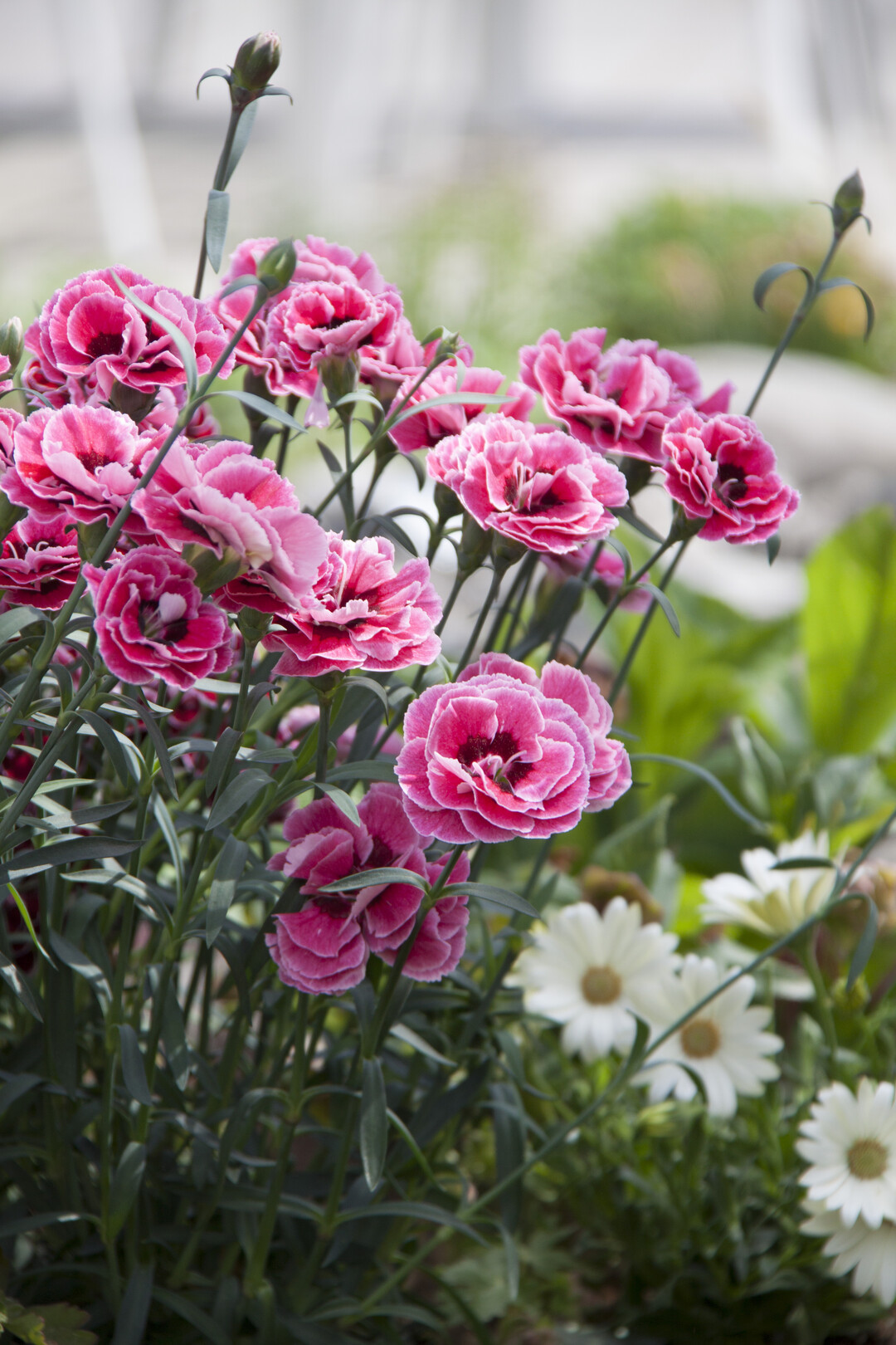 The series is part of the great Dianthus offensive programme Ball / Selecta North America have started last year.