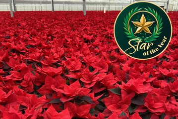 "Star of the Year" - Selecta has awarded this title to its variety Christmas Universe.