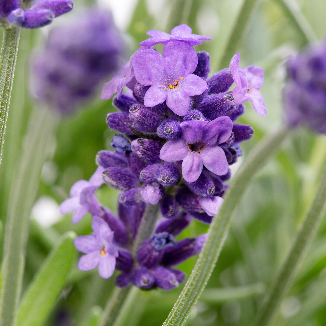 Lavandula: The compact and highly uniform "Cleo-Patio".
