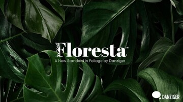 Danziger is creating a new standard in foliage production, 
bringing reliable houseplant material and consistent 
availability of more than 150 varieties to growers across 
North America.