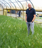 Pennisetum from own production in foil tunnel.