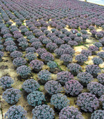 Sedum "Rocky" from own production