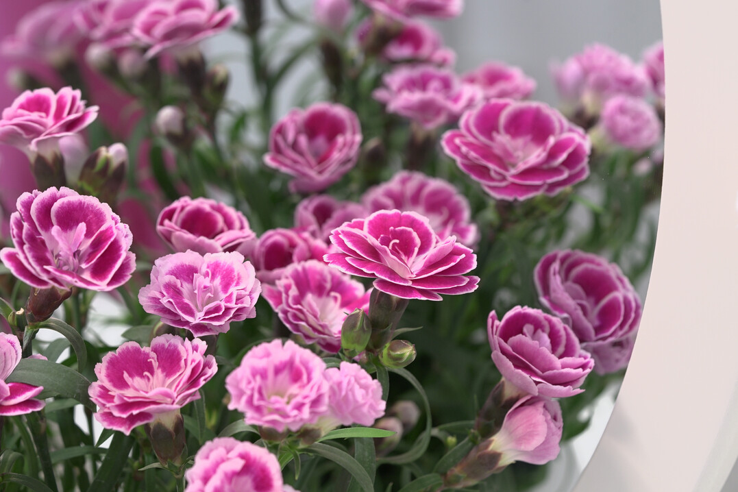 Dianthus: The attractive new "Aura" impress with their special charisma, strong, upright growth and bright pink flowers with a white edge.