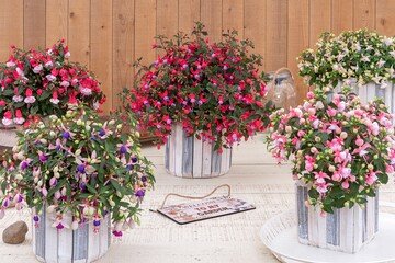 The "Ballerina" varieties have many attractive characteristics that make them destined for stardom in production and for the end customer.