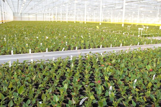 As it does in other market segments, Dmmen Orange is switching its focus to breeding and propagation in the Anthurium segment.