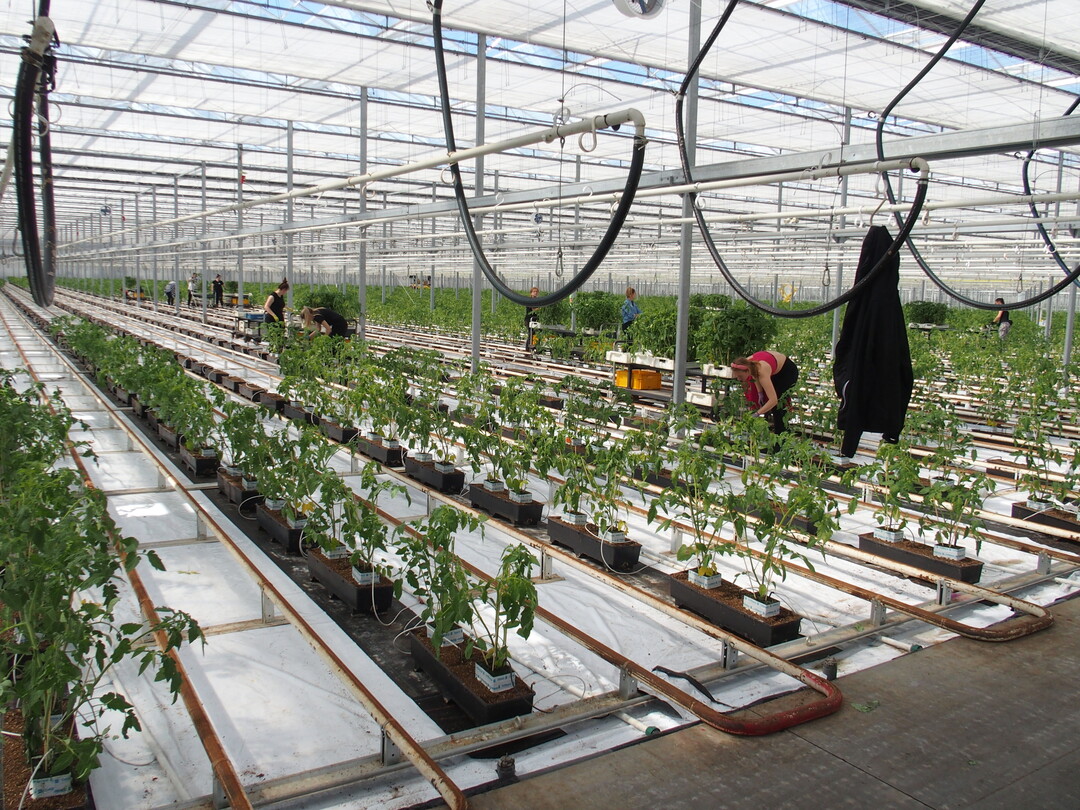 The last bedding plants leave the house, just three days later tomatoes come in.
