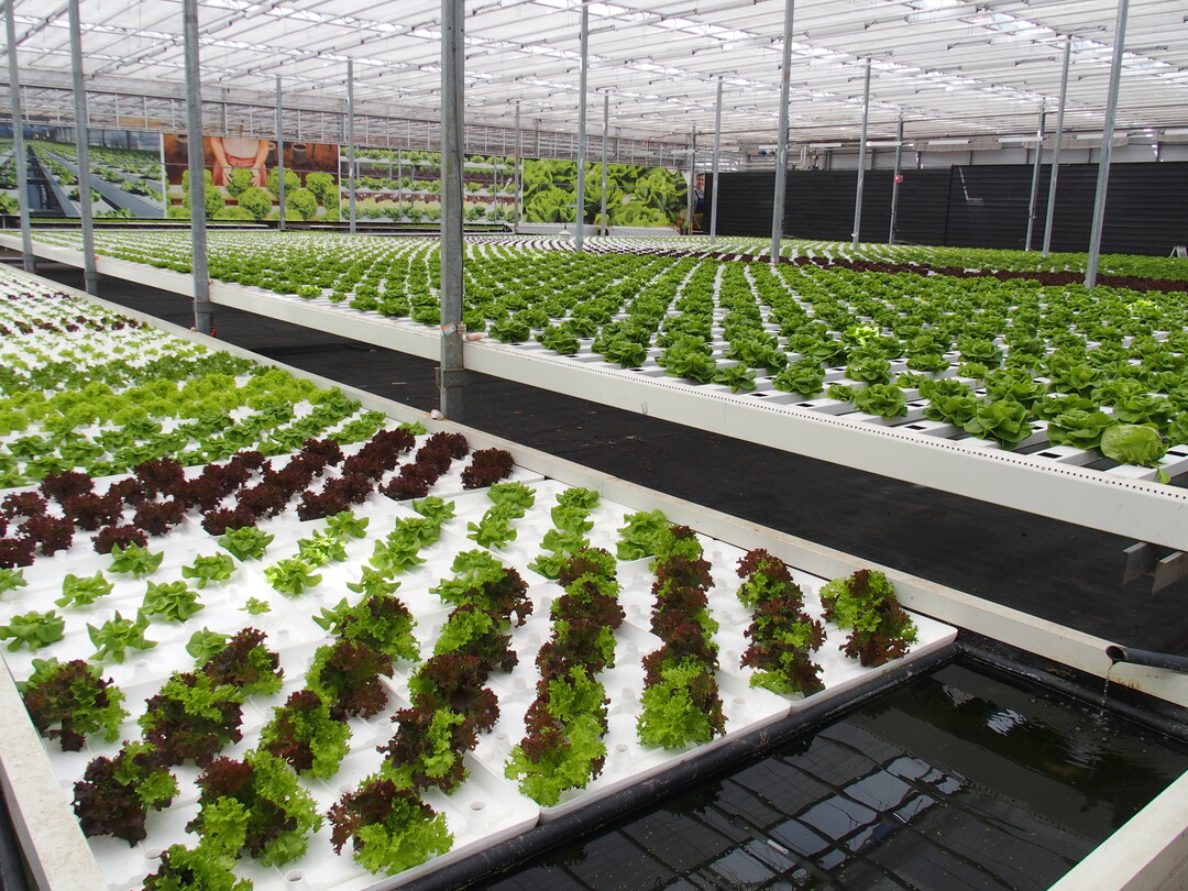 In the show greenhouse, consumers learn how ornamental plants and vegetables are produced.